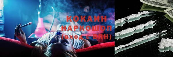 прущие грибы Новозыбков